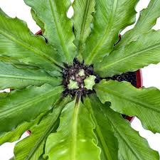 Image result for Asplenium angolense