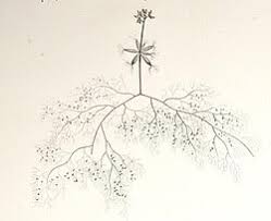 Image result for Utricularia inflexa