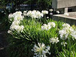 White Agapanthus A Third Option For Along The Path At The Front White Agapanthus Agapanthus Agapanthus Africanus