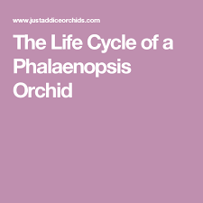 The Life Cycle Of A Phalaenopsis Orchid Phalaenopsis Orchid Phalaenopsis Orchids