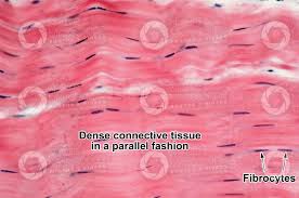 In all types of muscle, contraction is caused by the movement of myosin filaments along actin filaments. Mammal Tendon Longitudinal Section 250x Tendons And Ligaments Mammals Skeletal System Other Systems Comparative Anatomy Of Vertebrates Animal Histology Photos