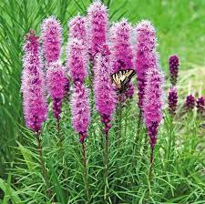 Gayfeather Blazing Star Seeds Flower Seeds In Packets Bulk Eden Brothers Liatris Flowers Perennials Flower Seeds