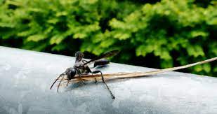 Why Do We Find Wasps In Our Home Rentokil Singapore