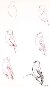 Finch Lifeandhealth Life And Health Con Imagenes Dibujos De Animales
