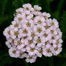 Pin On Flowers Beauty Colors And Design Patterns