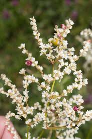 Image result for Fagopyrum snowdenii