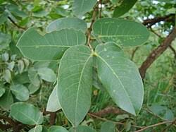 Image result for Hymenaea