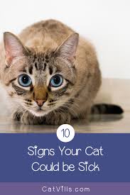 If you notice your cat. 10 Warning Signs That Your Cat Is Sick Cats Pet Care Cats Sick Cat