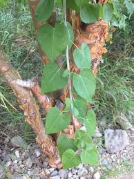 Image result for Jatropha campestris