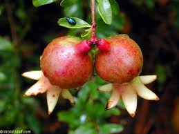 Image result for Punicaceae