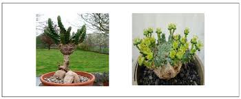 Image result for Euphorbia schimperiana