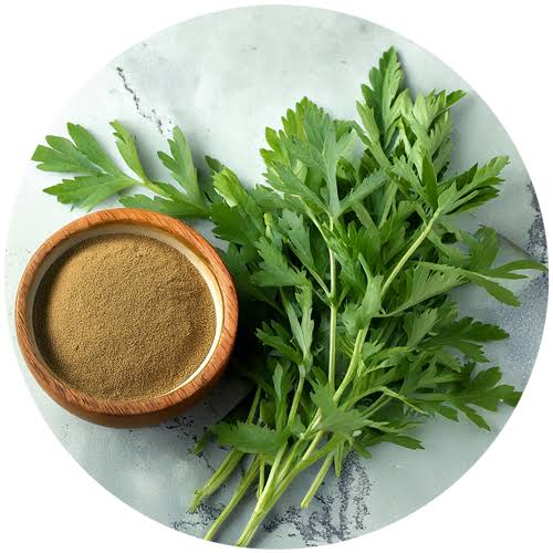 Artemisia (Bitter Wormwood)