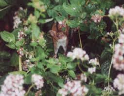 Die Brandmaus Kleingartenkolonie Grune Aue E V