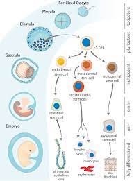 The four days of after fertilization has occurred before a zygote becomes a blastocyst. Stem Cells From Embryonic Origin To Induced Pluripotency An Overview Enzo Life Sciences
