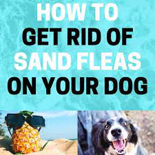 Sand fleas are very tiny, almost invisible crustaceans that sneak up on you and deliver a powerful itching bite. How To Get Rid Of Sand Fleas On Dogs Fast Bugwiz