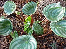 Image result for Peperomia molleri