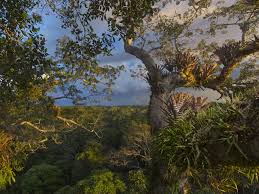 Tropical rainforests are located in a band around the equator (zero degrees latitude), mostly in the area between the tropic of cancer (23.5° n latitude) and the tropic of capricorn (23.5° s latitude). Rainforest National Geographic Society