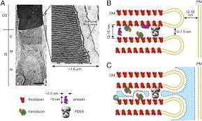 When the cells are kept in a hypotonic solution endosmosis occurs i.e., the inward movement of water takes place. Steric Volume Exclusion Sets Soluble Protein Concentrations In Photoreceptor Sensory Cilia Pnas