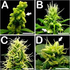 Potin kelimesi, dilimizde oldukça kullanılan kelimelerden birisidir. Frontiers Microgametophyte Development In Cannabis Sativa L And First Androgenesis Induction Through Microspore Embryogenesis Plant Science