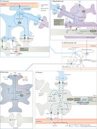 Brain Energy Rescue An Emerging Therapeutic Concept For Neurodegenerative Disorders Of Ageing Nature Reviews Drug Discovery