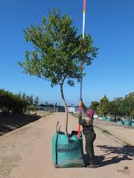 Image result for Combretum kraussii