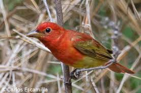 Fairly common during the summer, these birds migrate as far as the middle of south america each winter. Photos Summer Tanager Piranga Rubra Birds Of The World