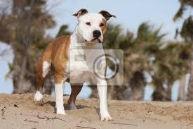 Maybe you would like to learn more about one of these? American Staffordshire Bull Terrier Sur Ses Gardes Fototapete Fototapeten Ansehen Bosewicht Topmast Myloview De