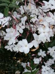 Image result for Jasminum schimperi