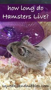How long do chinese dwarf hamsters live How Long Do Hamsters Live A Complete Guide To Hamster Lifespan