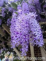 Flower Garden Idea Flowering Vines Purple Flowers Garden Flowering Vine Plants
