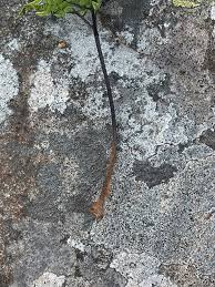 Image result for Cheilanthes botswanae