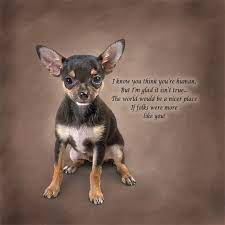 Discover and share chihuahua quotes. Chihuahua Poetic Portraits The Danbury Mint Chihuahua Love Chihuahua Quotes Chihuahua