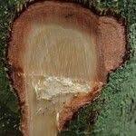 Image result for Tessmannia anomala