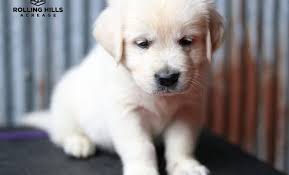 Our golden pups have done well with airline travel, and the airport personnel at our local airport (cle) go out of their way to make sure the pups get proper care and attention before their flight. Funny Golden Retriever Puppies For Sale In Iowa City L2sanpiero