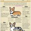 Browse thru our id verified puppy for sale listings to find your perfect puppy in your area. 1