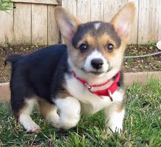 In addition, there are two these corgi puppies were historically used as herding dogs mostly for cattle. Corgi Mix Breeds For Sale