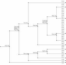Image result for Tessmannia burttii