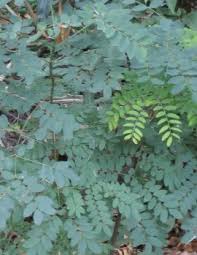 Image result for Ormocarpum