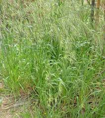 Image result for Grona barbata