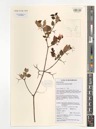 Image result for Carissa tetramera