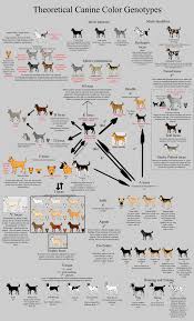 Allele Guide Canine Color By Xenothere Deviantart Com On