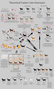 allele guide canine color by xenothere deviantart com on