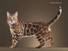Bengal Breeders - Welcome to TICA