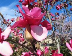 'tuscarora' crape myrtle (lagerstroemia indica). List Of Flowering Trees You Ll Love