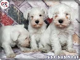 Minyatur Schnauzer Http Www Minyaturschnauzer Net 05323438041 Minyatur Schnauzer Kulubu Minyatur Schnauzer Minyatur Https Www Faceb Kopek Minyaturler