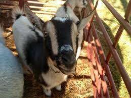 A few will likely surprise you! Pony Rides Near Me Petting Zoo Visit Private Farm Tour