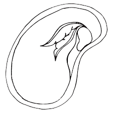 Black And White Homeschool Clipart Parts Of A Seed Diagram Parts Of A Seed Plants Worksheets Color Worksheets