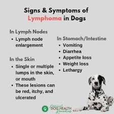 Watch Out For The Signs And Symptoms Of Lymphoma In Dogs Watch Out For The Signs And Symptoms Of Lymphoma In Dogs Lymphoma In Dogs Dog Cancer Canine Cancer