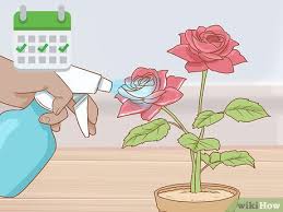 A stem is one of two main structural axes of a vascular plant, the other being the root. How To Grow Long Stem Roses At Home With Pictures Wikihow