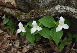 White baneberry (actaea pachypoda) is an herbaceous perennial growing to around two feet. Great White Trillium